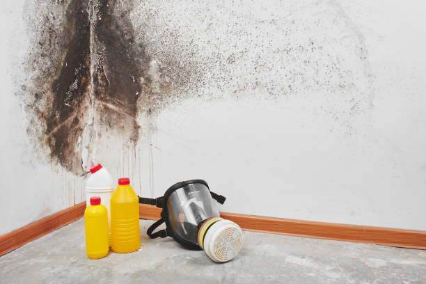 Best Mold Damage Repair  in Madelia, MN