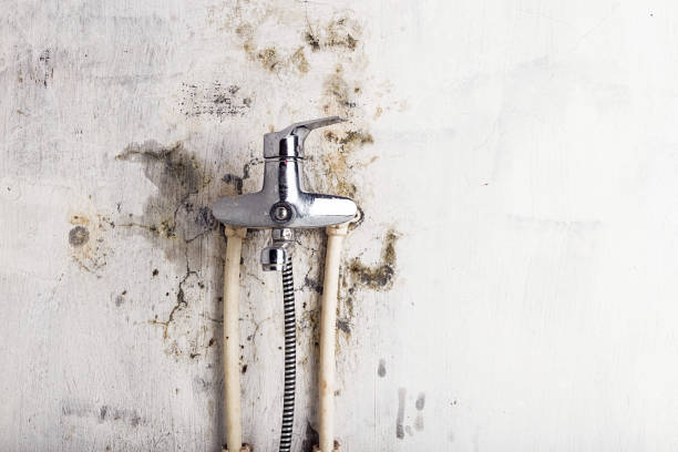 Mold Removal and Inspection in Madelia, MN