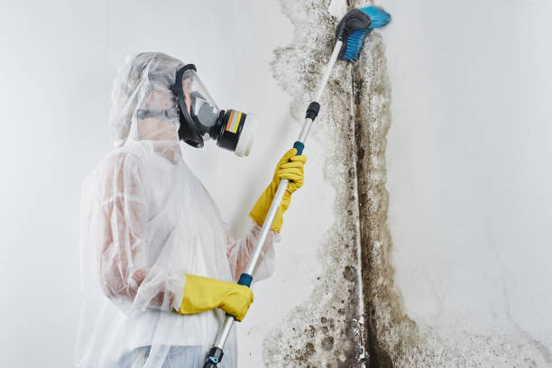 Best Certified Mold Removal  in Madelia, MN