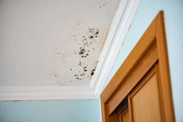 Best Attic Mold Removal  in Madelia, MN